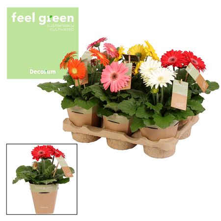 Gerbera Mix 2+ Feel Green
