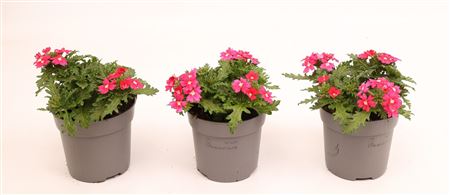 Verbena Drums Pink