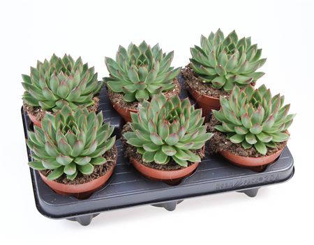 Echeveria Costarii