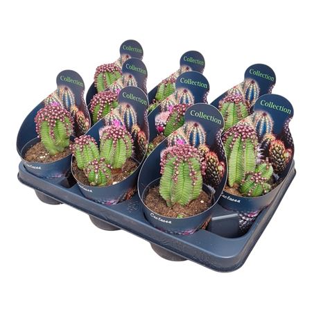 Euphorbia Anoplia Potcover