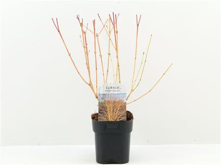 Cornus San Winter Beauty