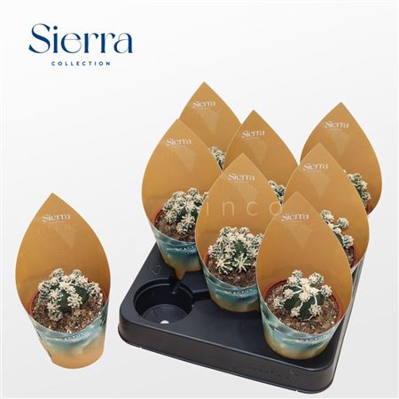 Astrophytum Fukuryu Hakujo (sierra) Sierra Collect