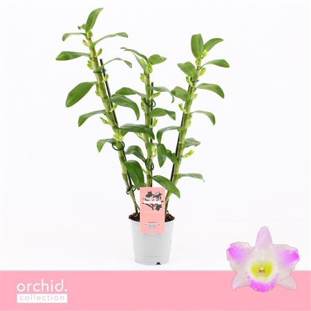 Dendr Nob 3st Pandora Orchid Collection