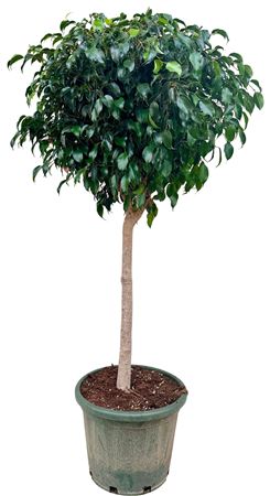 Ficus Be Danielle On Stm