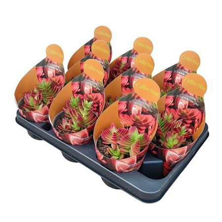 Crassula Capitella Campfire Potcover