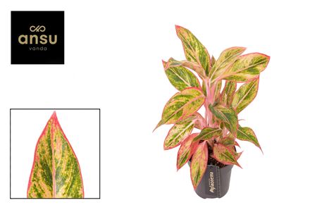 Aglaonema Jungle Nectarine