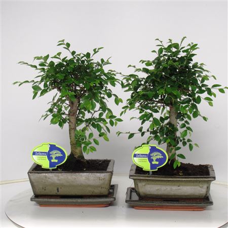 Bonsai Zelkova Parvifolia Broom With Drip Tray