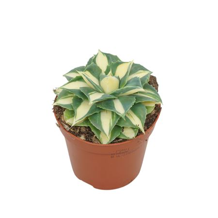 Agave Potatorum Gold