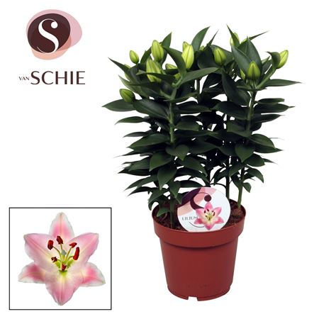 Lilium Or Rascal Souvenir 5pp