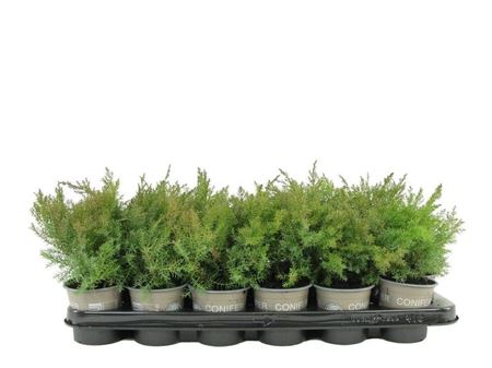Juniperus Dav Leningrad