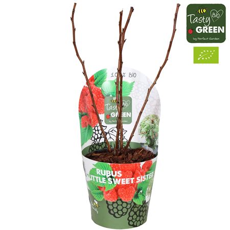 Rubus Low Little Sweet Sister Bio Potcover