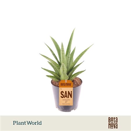Sansevieria Lotus