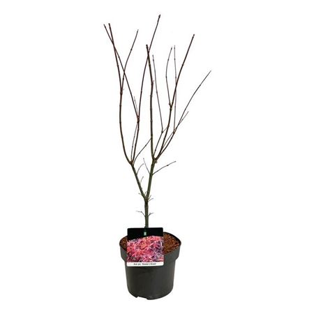 Acer Palm Skeeter's Broom