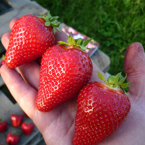 Земляника Мурано