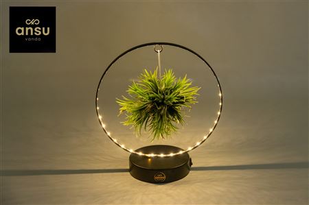 Tillandsia Christmas Edition - Black