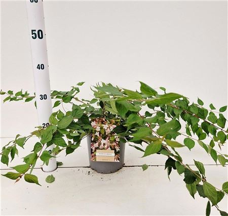 Kolkwitzia Amabilis