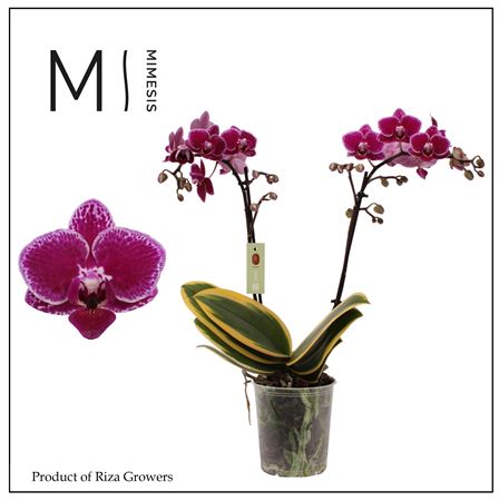 Phal 2st Magic Leaf 18+ (orchid Growers)