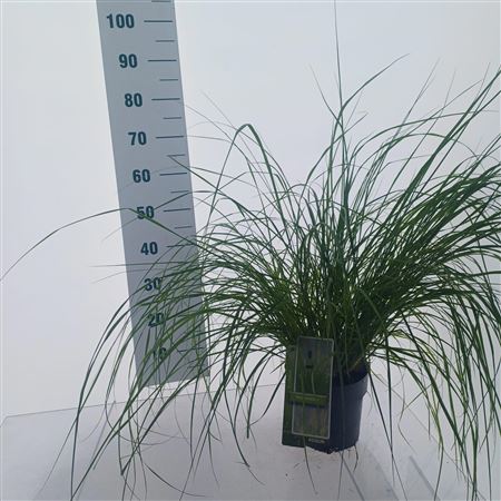Pennisetum Alopecuroides