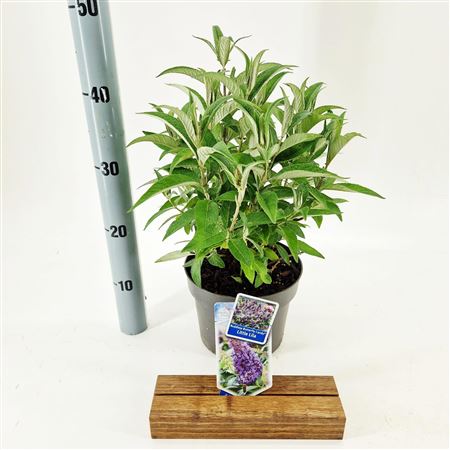 Buddleja Dav Little Lila (butterfly Candy)