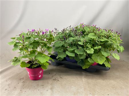Senetti Mix (pericallis Cruentus)