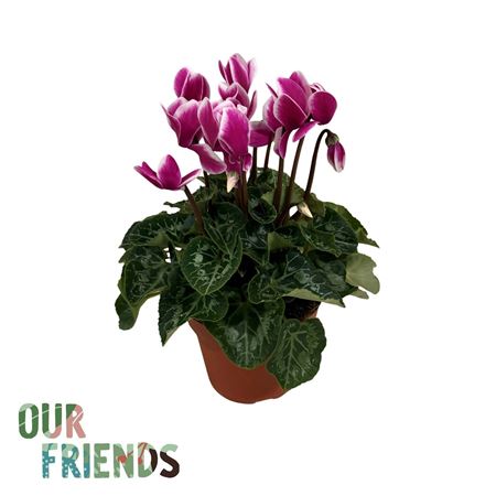 Cyclamen Fuji Dark Violet Elegante