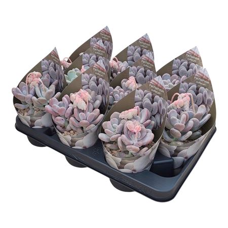 Pachyphytum Oviferum Potcover
