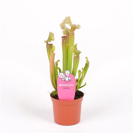 Sarracenia Judith