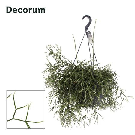 Rhipsalis Pilocarpa Xxl Hanging
