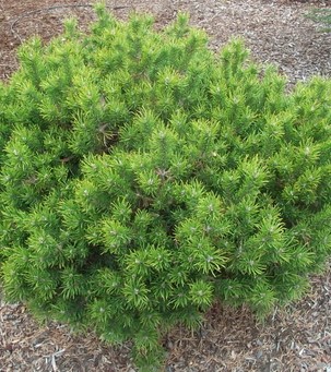 Сосна банкса Маномет