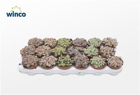 Lithops Mix (group)