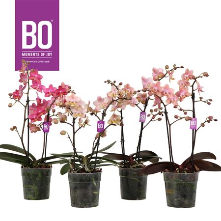 Phal 2-3st Aroma Tropical (opti)