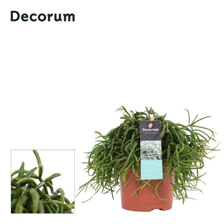 Rhipsalis Bacci. Cassutha