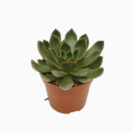 Echeveria Mira