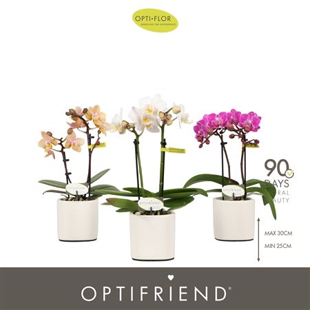 Phal 2st Mix In Piemonte White (opti)