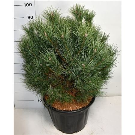 Pinus Sylvestris Watereri