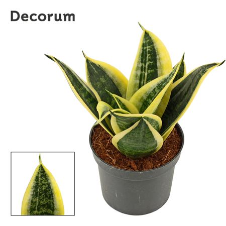 Sansevieria Hahnii Sunrise (decorum)