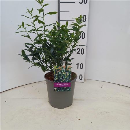 Sarcococca Confusa