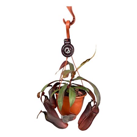 Nepenthes Rebecca Soper Hang