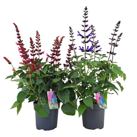 Salvia Salgoon Mix