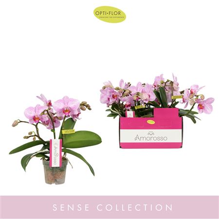 Phal 3st Amorosso Merlini Pink (opti)