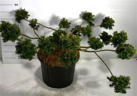 Taxus Bacc Summergold.