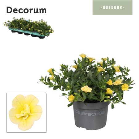 Calibrachoa Neo Double Lemon (decorum)