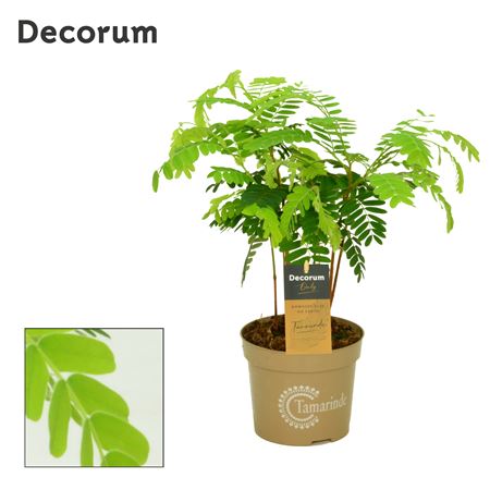 Tamarinde (decorum)