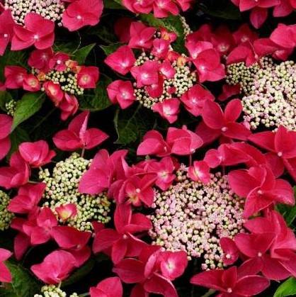 Гортензия крупнолистная Ротшванц в тубе