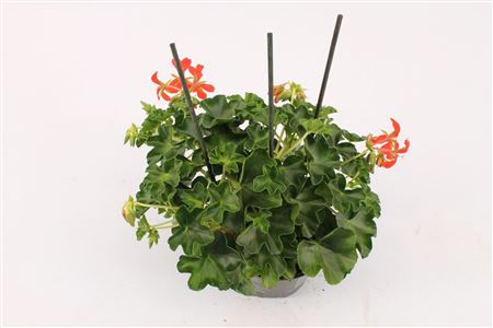 Pelargonium Pelt Decora Red