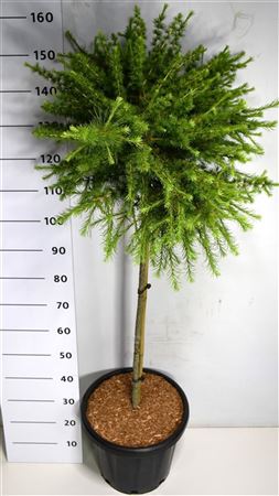 Larix Lar Arethusa Bog On Stem