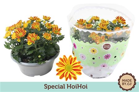 Chrys Classic Hoihoi