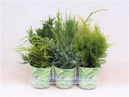 Coniferen Mix In Smartcup Spring