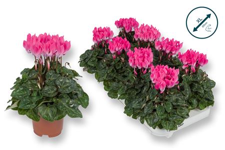 Cyclamen Compact Light Pink