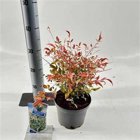 Nandina Dom Twilight